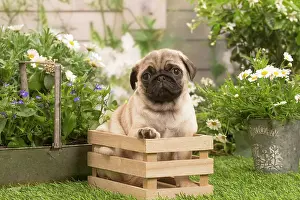Crate: Pug puppy outdoors in the garden