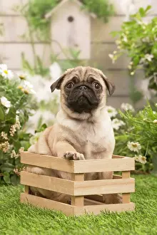 Crate: Pug puppy outdoors in the garden
