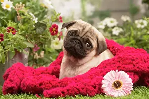 070519: Pug puppy outdoors in the garden