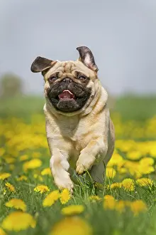 Dandelion: Pug puppy running in a dandelion meadow, Germany