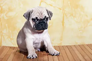 Grumpy: Pug, puppy, sitting