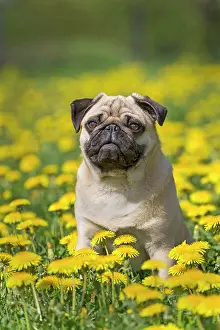 Dandelion: Pug puppy sitting in a dandelion meadow, Germany