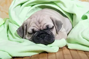 Blankets: Pug, puppy, sleeping with a blanket