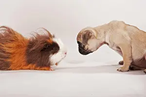 Inquisitive: Pug puppy and a Swiss Teddy guinea pig looking at