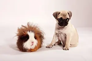 Beds: Pug puppy and a Swiss Teddy guinea pig sitting side