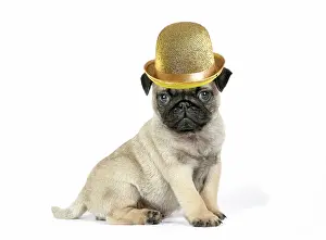 Pugs: Pug puppy wearing a gold bowler hat