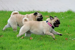 Event: Pug running, rose garden, Westfalenhalle, Dortmund