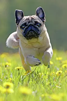 Glad: Pug runs in a dandelion meadow, Germany, Europe