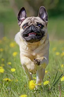 Glad: Pug runs in a dandelion meadow, Germany, Europe