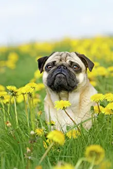 Dejected: Pug sits in a dandelion meadow, Germany, Europe