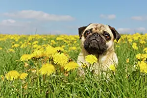 Dejected: Pug sits in a dandelion meadow, Germany, Europe