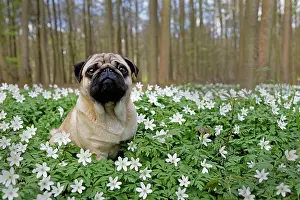 Anemones: Pug sitting in meadow with wood anemones, Schleswig-Holstein