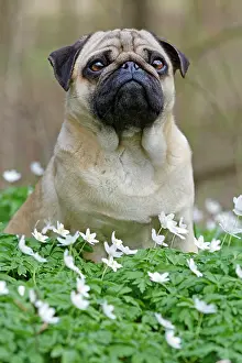 Anemones: Pug sitting in meadow with wood anemones, Schleswig-Holstein