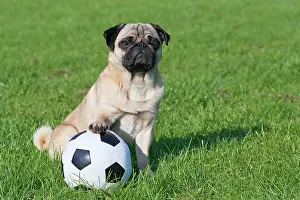 Soccer: Pug with soccer ball Mops mit Fu&, xdf;ball