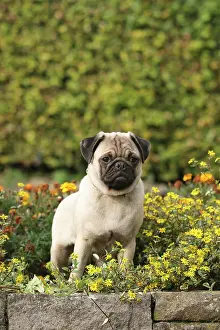 Mops: Pug standing on a wall between flowers Mops, Canis