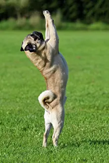 Obedient: Pug stands on hind legs Mops