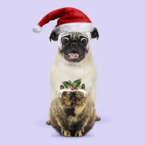 161018: Pug wearing Christmas hat drooloing over Christmas