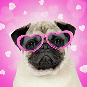 Glasses: Pug wearing pink heart shaped sunglesses with hearts and val