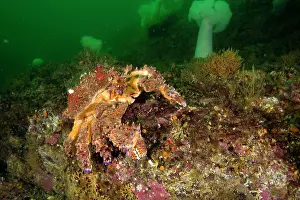 Mimetical: Puget Sound king crab Lopholithodes mandtii Alaska Unites St