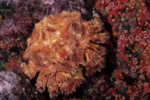 Puget: Puget Sound king crab Lopholithodes mandtii Vancouver Island