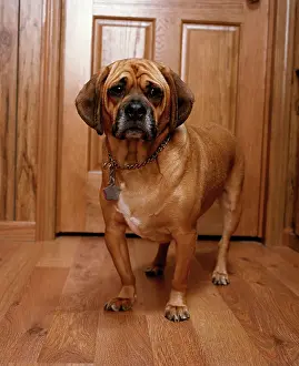 Jeff Riedel: Puggle Dog - a crossbreed between a Beagle & a Pug