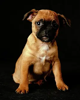 Jeff Riedel: Puggle Dog - a crossbreed between a Beagle & a Pug, puppy