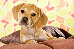 Puggle puppy, designer dog