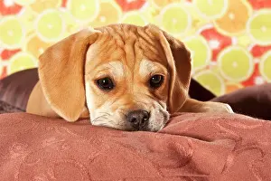 Beds: Puggle puppy, designer dog