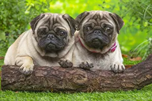 071120: Two pugs lying down outside in the garden