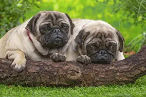 071120: Two pugs lying down outside in the garden