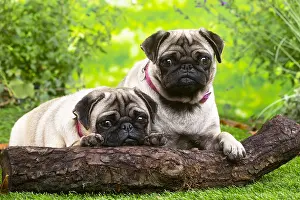 071120: Two pugs lying down outside in the garden