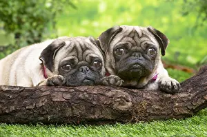 071120: Two pugs lying down outside in the garden