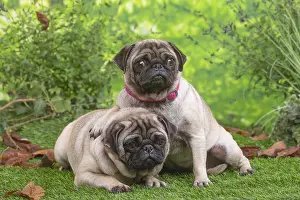 071120: Two pugs lying down outside in the garden