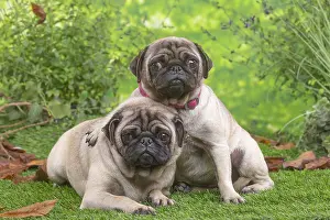 071120: Two pugs lying down outside in the garden