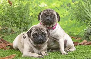 071120: Two pugs lying down outside in the garden