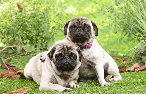 071120: Two pugs lying down outside in the garden