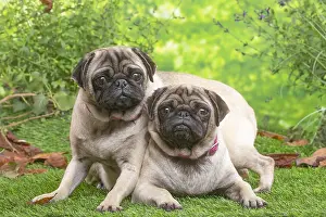 071120: Two pugs lying down outside in the garden