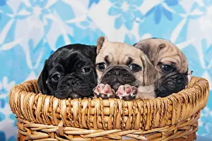 Gaze: Three Pugs, puppies sitting in a basket