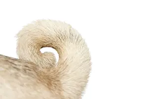 Pugs: Detail of pug's tail, ring-tailed Detailaufnahme