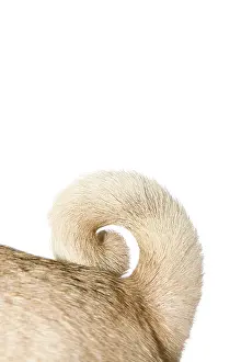 Pugs: Detail of pug's tail, ring-tailed Detailaufnahme