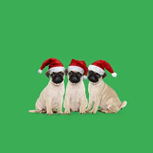 090818: Three Pugs wearing Christmas hats. We three Pugs