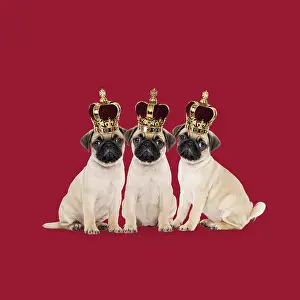 Queens: Three Pugs wearing crowns. We three Pugs / kings