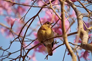 Trumpet: Puiva Tree