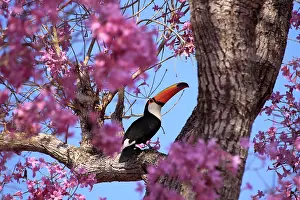 Trumpet: Puiva Tree