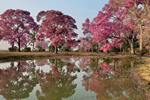 Trumpet: Puiva Tree