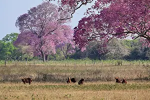 Trumpet: Puiva Tree