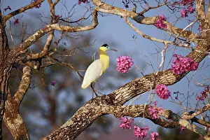 Trumpet: Puiva Tree