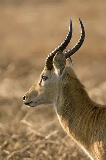Puku: Puku, Busanga Plains, Kafue National Park