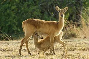 Pukus: Puku - Female with suckling lamb