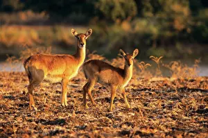 Eric Dragesco: PUKU - Female and young